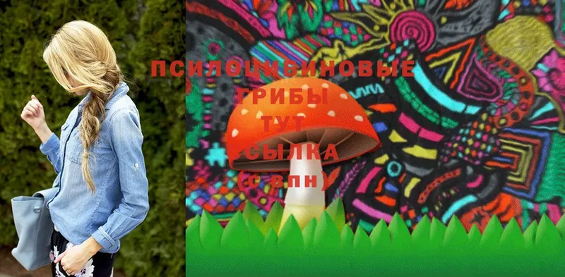 Псилоцибиновые грибы Psilocybine cubensis  Курчатов 