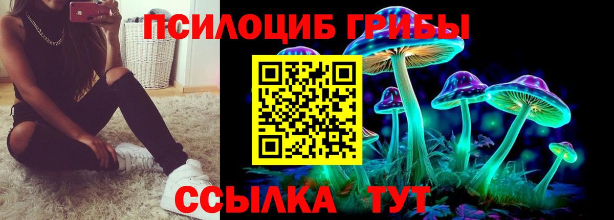 Галлюциногенные грибы Psilocybine cubensis Курчатов